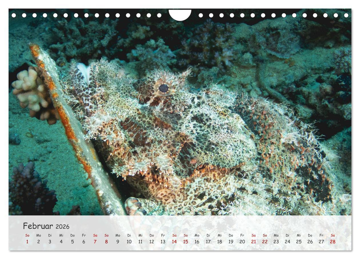 Beispielinhalt (Bild) Faszination Meer und Fische (Wandkalender 2026 DIN A4 quer), CALVENDO Monatskalender