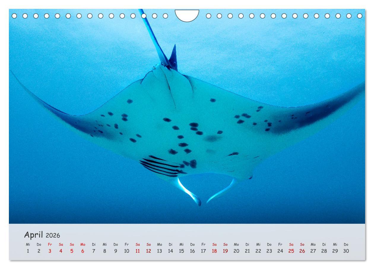 Beispielinhalt (Bild) Faszination Meer und Fische (Wandkalender 2026 DIN A4 quer), CALVENDO Monatskalender