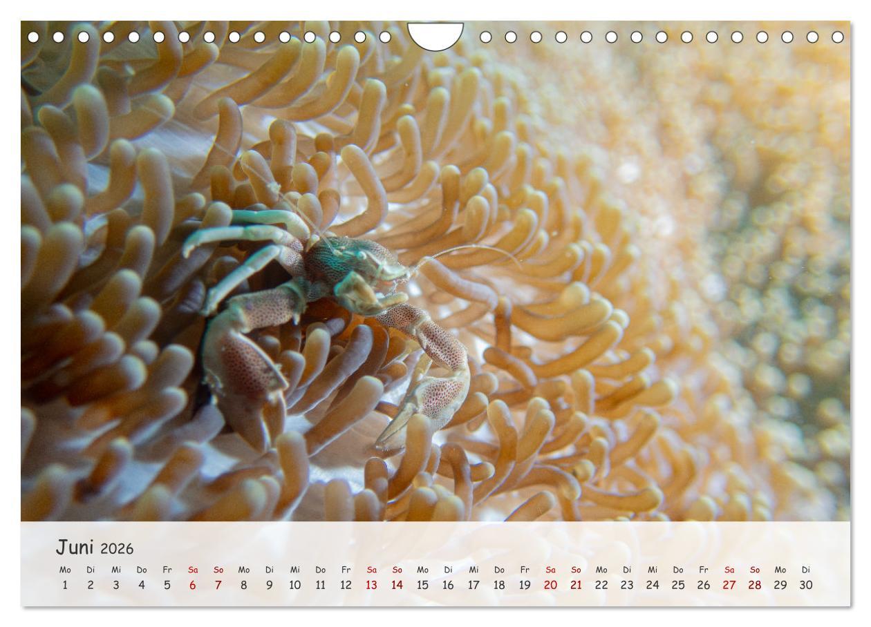 Beispielinhalt (Bild) Faszination Meer und Fische (Wandkalender 2026 DIN A4 quer), CALVENDO Monatskalender