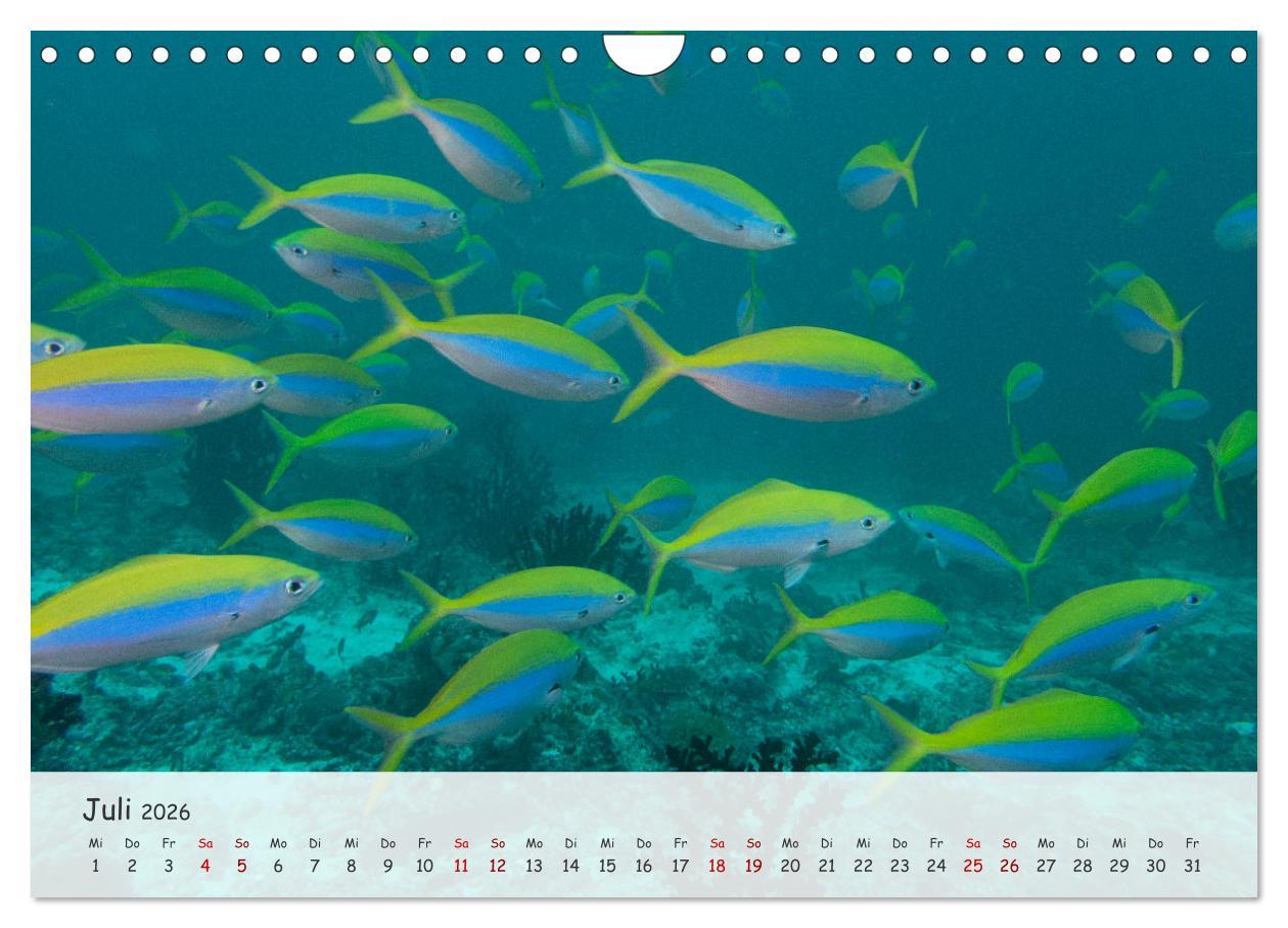 Beispielinhalt (Bild) Faszination Meer und Fische (Wandkalender 2026 DIN A4 quer), CALVENDO Monatskalender