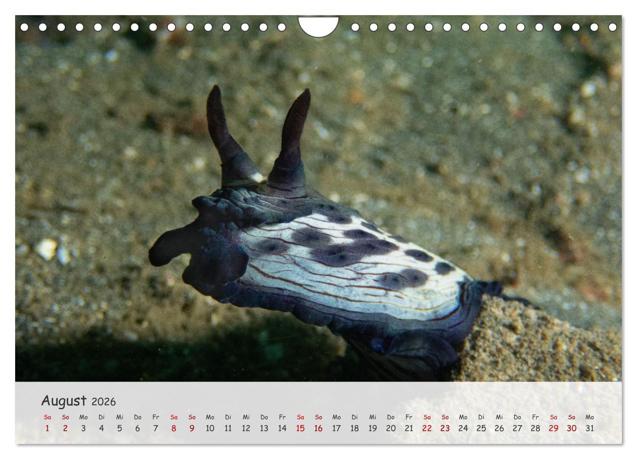 Beispielinhalt (Bild) Faszination Meer und Fische (Wandkalender 2026 DIN A4 quer), CALVENDO Monatskalender