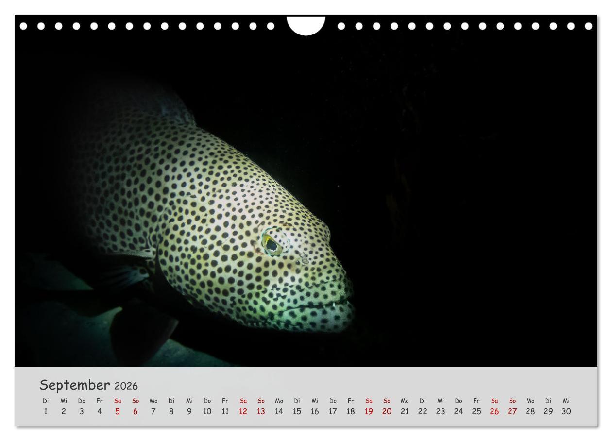 Beispielinhalt (Bild) Faszination Meer und Fische (Wandkalender 2026 DIN A4 quer), CALVENDO Monatskalender