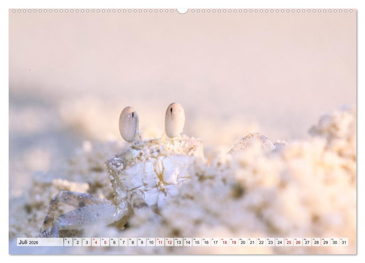 Beispielinhalt (Bild) Malediven - Reise in ein Naturparadies (hochwertiger Premium Wandkalender 2026 DIN A2 quer), Kunstdruck in Hochglanz