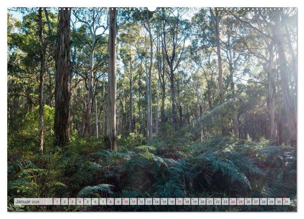 Beispielinhalt (Bild) Wälder der Welt (hochwertiger Premium Wandkalender 2026 DIN A2 quer), Kunstdruck in Hochglanz