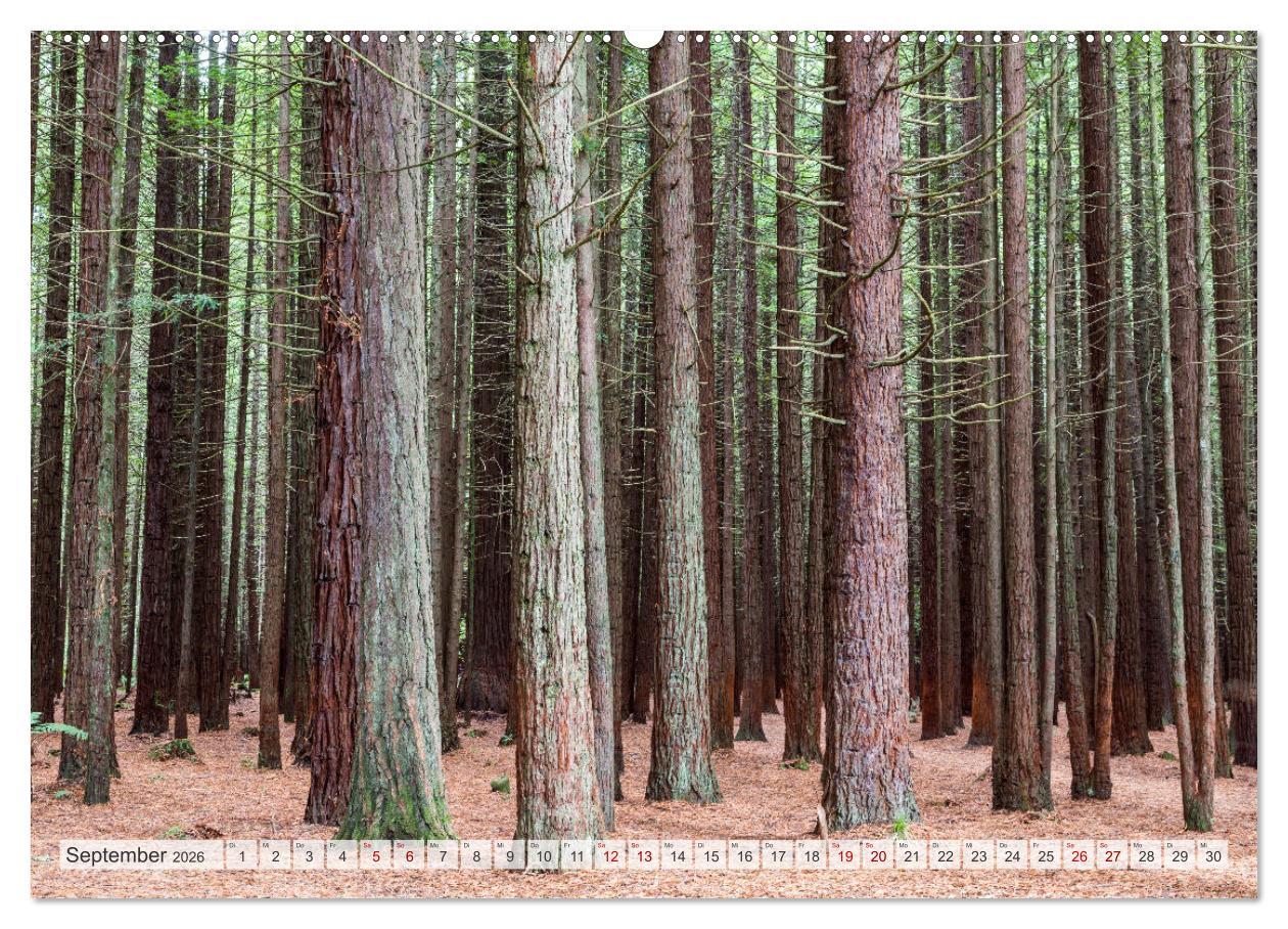 Beispielinhalt (Bild) Wälder der Welt (hochwertiger Premium Wandkalender 2026 DIN A2 quer), Kunstdruck in Hochglanz
