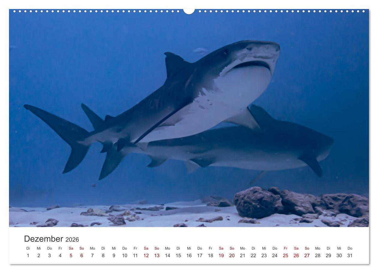 Beispielinhalt (Bild) Faszination blaue Welt (hochwertiger Premium Wandkalender 2026 DIN A2 quer), Kunstdruck in Hochglanz