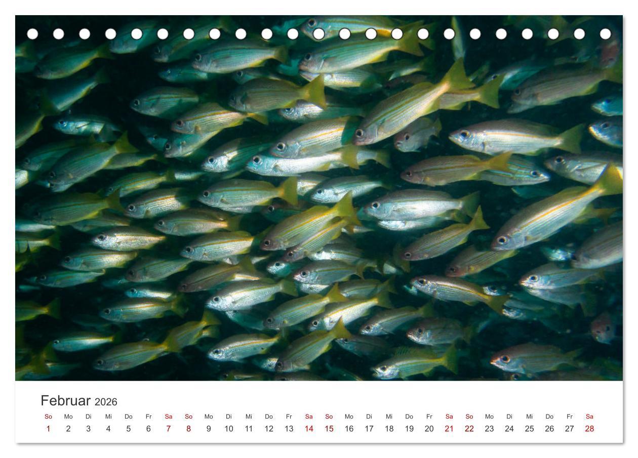 Beispielinhalt (Bild) Faszination blaue Welt (Tischkalender 2026 DIN A5 quer), CALVENDO Monatskalender