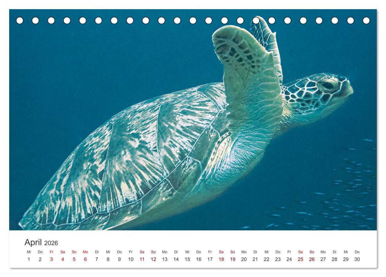 Beispielinhalt (Bild) Faszination blaue Welt (Tischkalender 2026 DIN A5 quer), CALVENDO Monatskalender