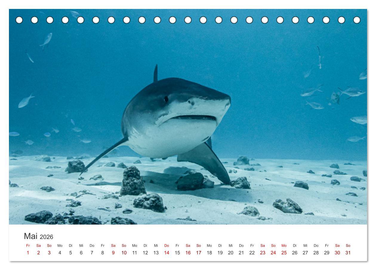 Beispielinhalt (Bild) Faszination blaue Welt (Tischkalender 2026 DIN A5 quer), CALVENDO Monatskalender