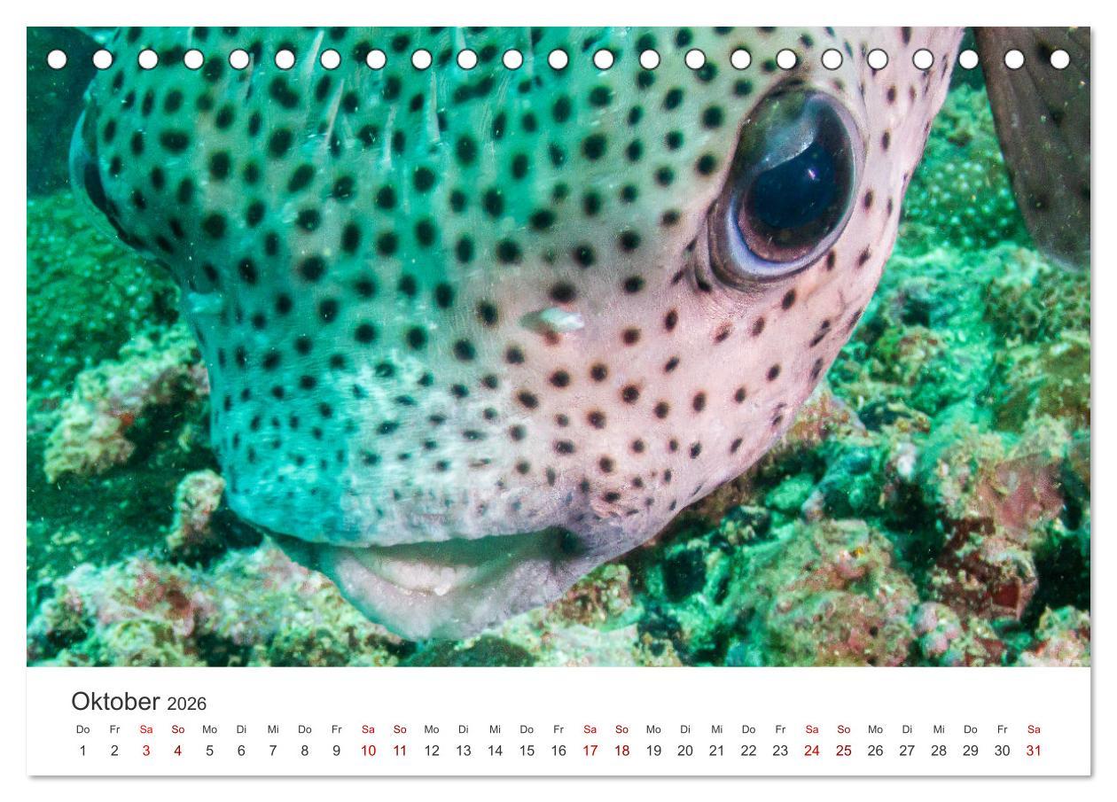 Beispielinhalt (Bild) Faszination blaue Welt (Tischkalender 2026 DIN A5 quer), CALVENDO Monatskalender