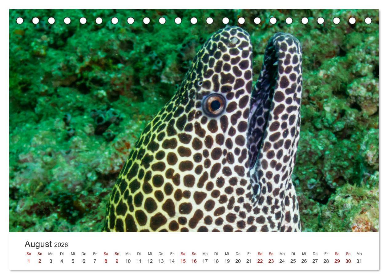 Beispielinhalt (Bild) Faszination blaue Welt (Tischkalender 2026 DIN A5 quer), CALVENDO Monatskalender