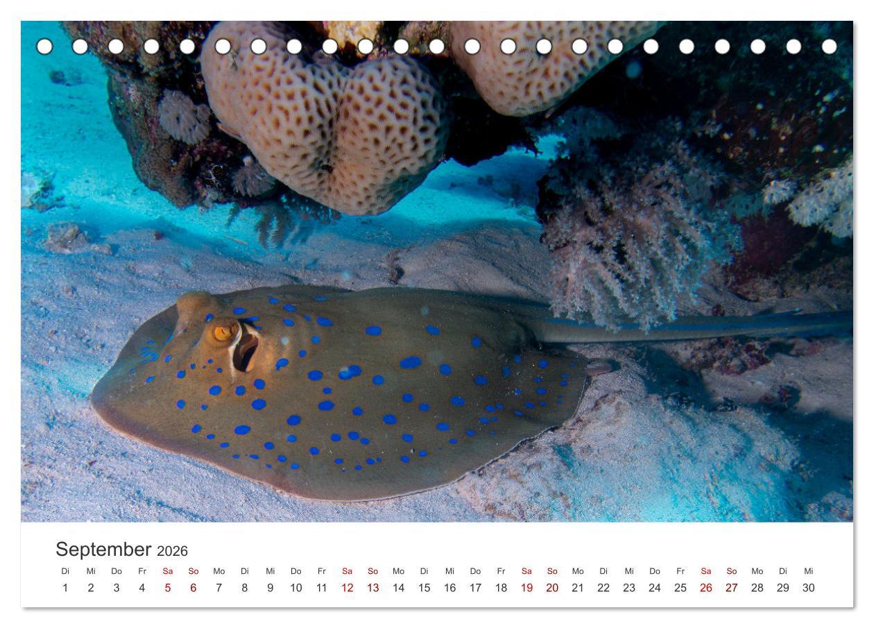 Beispielinhalt (Bild) Faszination blaue Welt (Tischkalender 2026 DIN A5 quer), CALVENDO Monatskalender