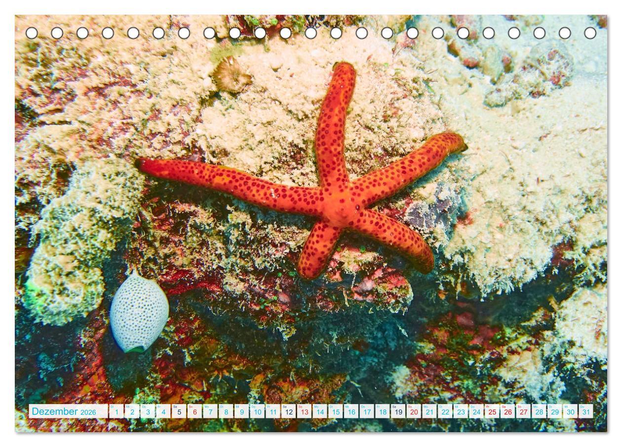 Beispielinhalt (Bild) Seesterne - Kleine Wunder der Natur (Tischkalender 2026 DIN A5 quer), CALVENDO Monatskalender