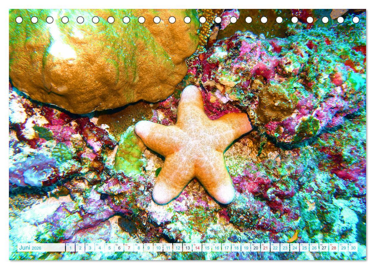 Beispielinhalt (Bild) Seesterne - Kleine Wunder der Natur (Tischkalender 2026 DIN A5 quer), CALVENDO Monatskalender