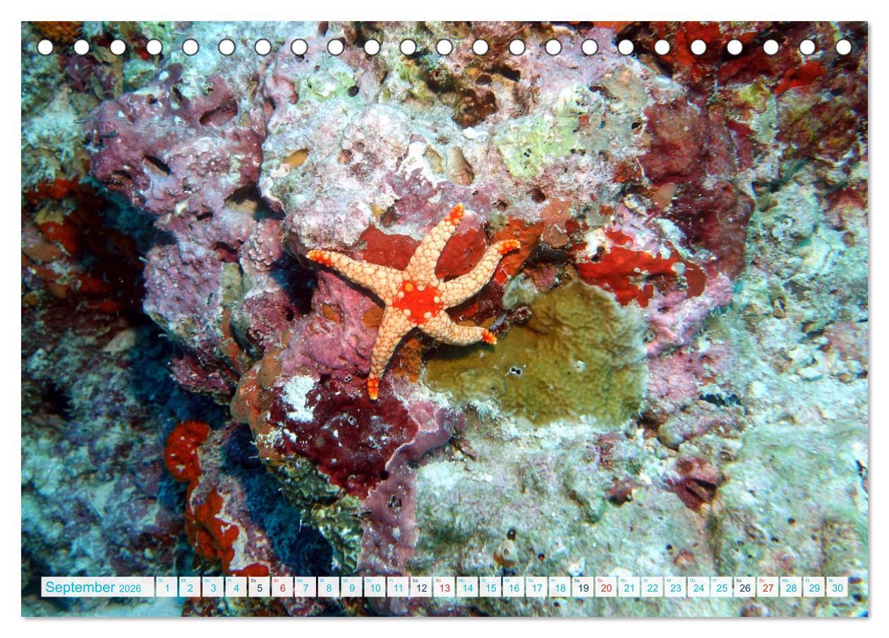 Beispielinhalt (Bild) Seesterne - Kleine Wunder der Natur (Tischkalender 2026 DIN A5 quer), CALVENDO Monatskalender