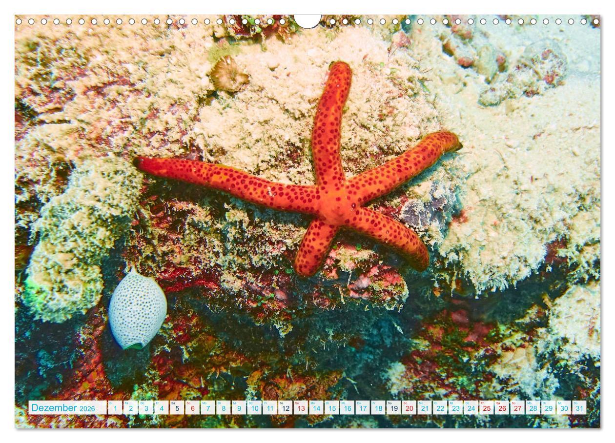 Beispielinhalt (Bild) Seesterne - Kleine Wunder der Natur (Wandkalender 2026 DIN A3 quer), CALVENDO Monatskalender