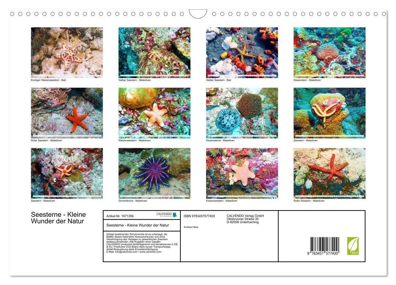 Beispielinhalt (Bild) Seesterne - Kleine Wunder der Natur (Wandkalender 2026 DIN A3 quer), CALVENDO Monatskalender