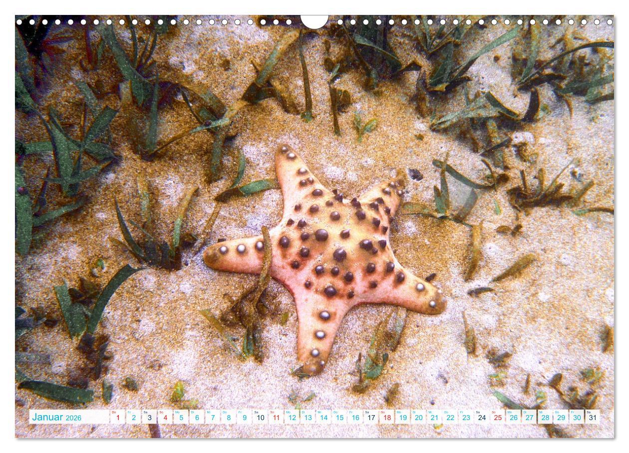 Beispielinhalt (Bild) Seesterne - Kleine Wunder der Natur (Wandkalender 2026 DIN A3 quer), CALVENDO Monatskalender