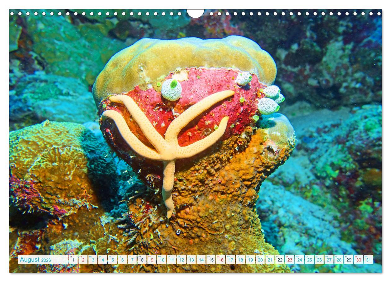 Beispielinhalt (Bild) Seesterne - Kleine Wunder der Natur (Wandkalender 2026 DIN A3 quer), CALVENDO Monatskalender