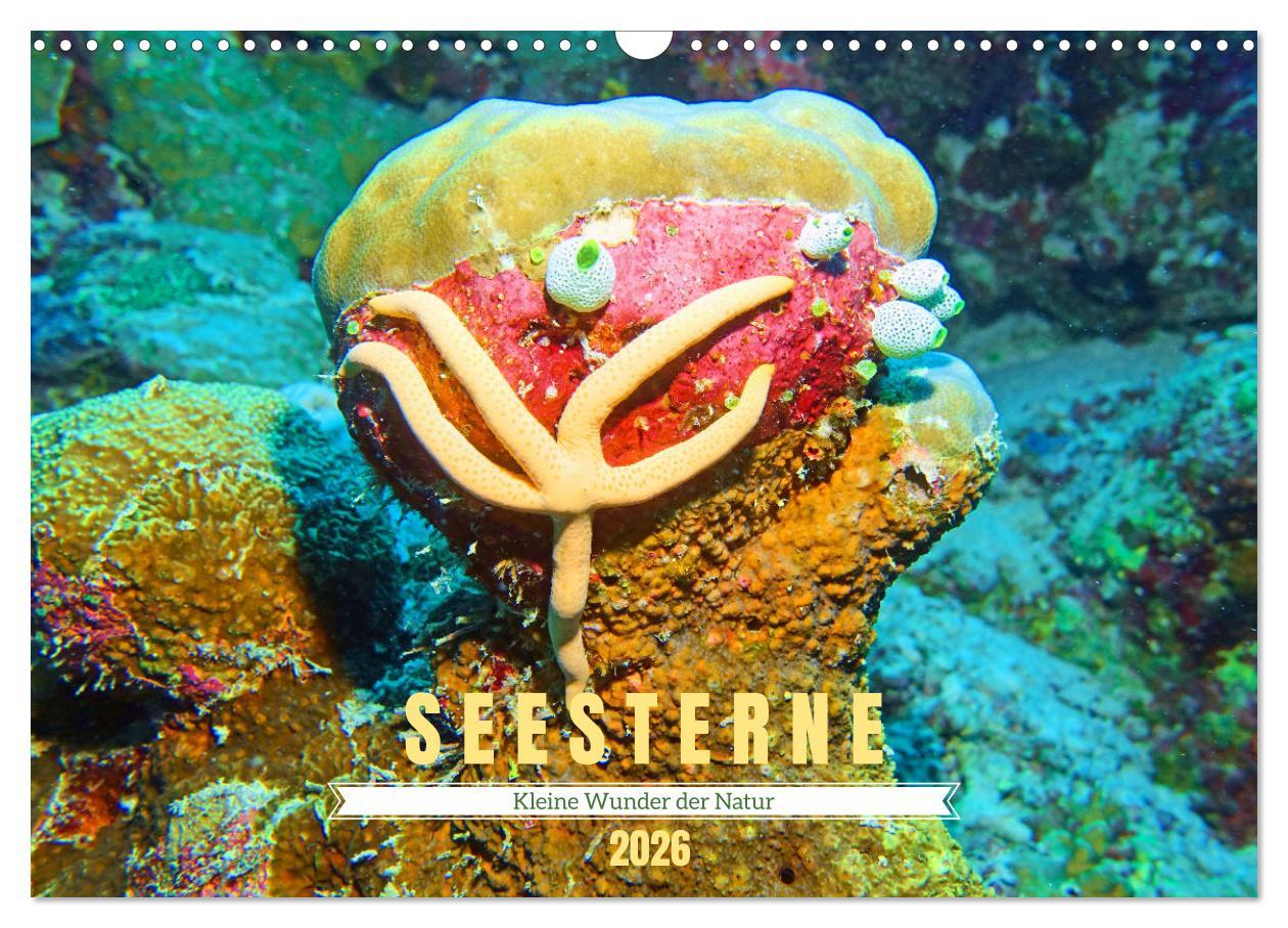 Vorderes Coverbild Seesterne - Kleine Wunder der Natur (Wandkalender 2026 DIN A3 quer), CALVENDO Monatskalender