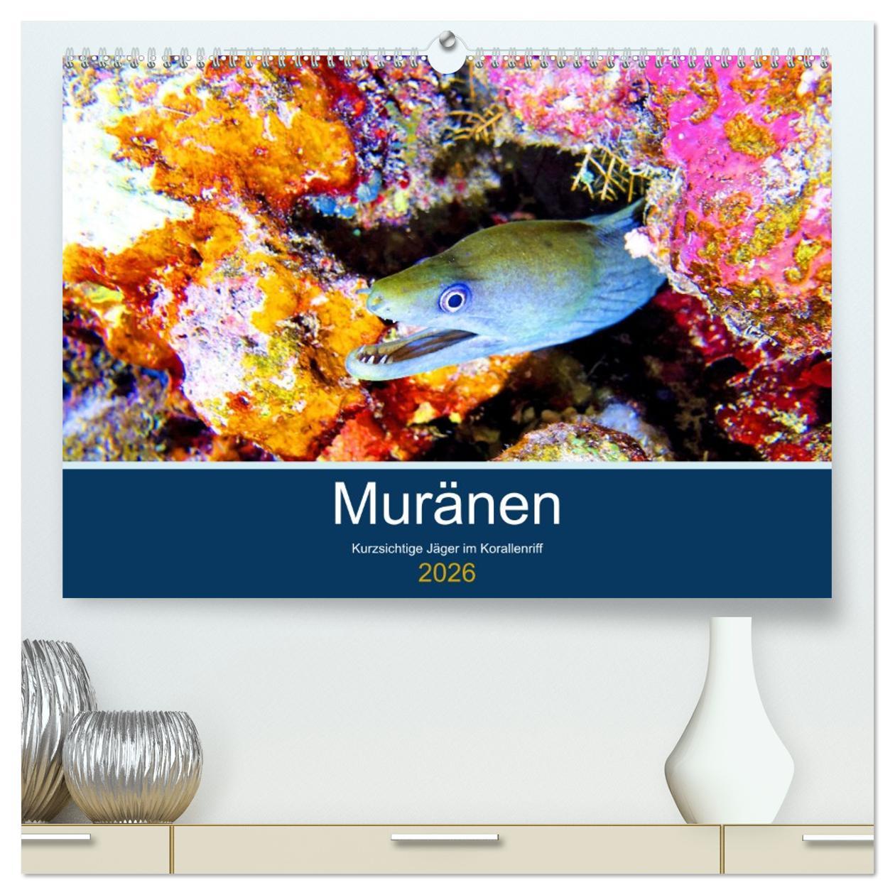 Vorderes Coverbild Muränen - Kurzsichtige Jäger im Korallenriff (hochwertiger Premium Wandkalender 2026 DIN A2 quer), Kunstdruck in Hochglanz