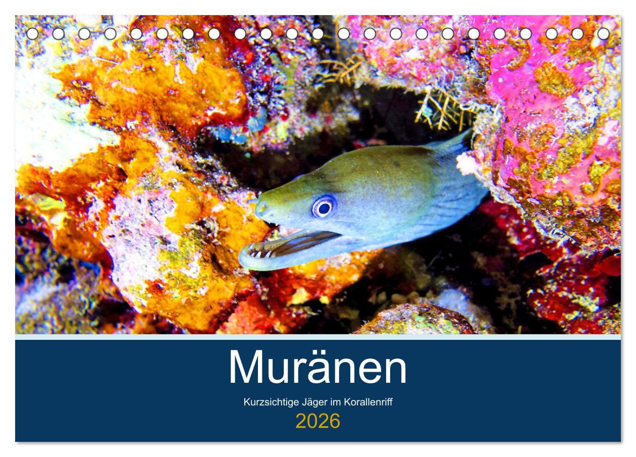 Vorderes Coverbild Muränen - Kurzsichtige Jäger im Korallenriff (Tischkalender 2026 DIN A5 quer), CALVENDO Monatskalender