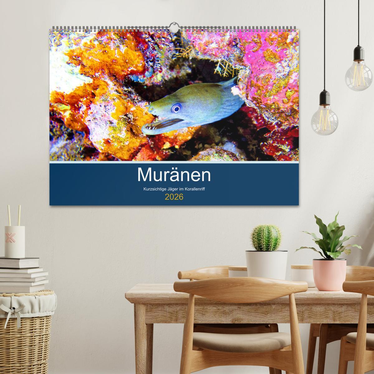Beispielinhalt (Bild) Muränen - Kurzsichtige Jäger im Korallenriff (Wandkalender 2026 DIN A2 quer), CALVENDO Monatskalender