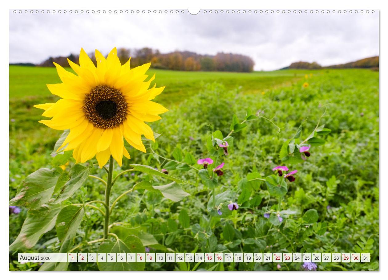 Beispielinhalt (Bild) Nationalpark Eifel - Schöne Tage im Grünen (Wandkalender 2026 DIN A2 quer), CALVENDO Monatskalender