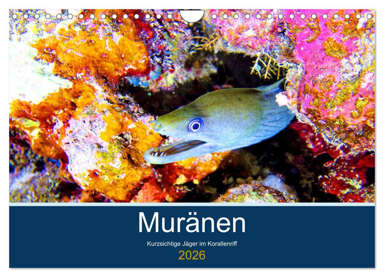 Vorderes Coverbild Muränen - Kurzsichtige Jäger im Korallenriff (Wandkalender 2026 DIN A4 quer), CALVENDO Monatskalender