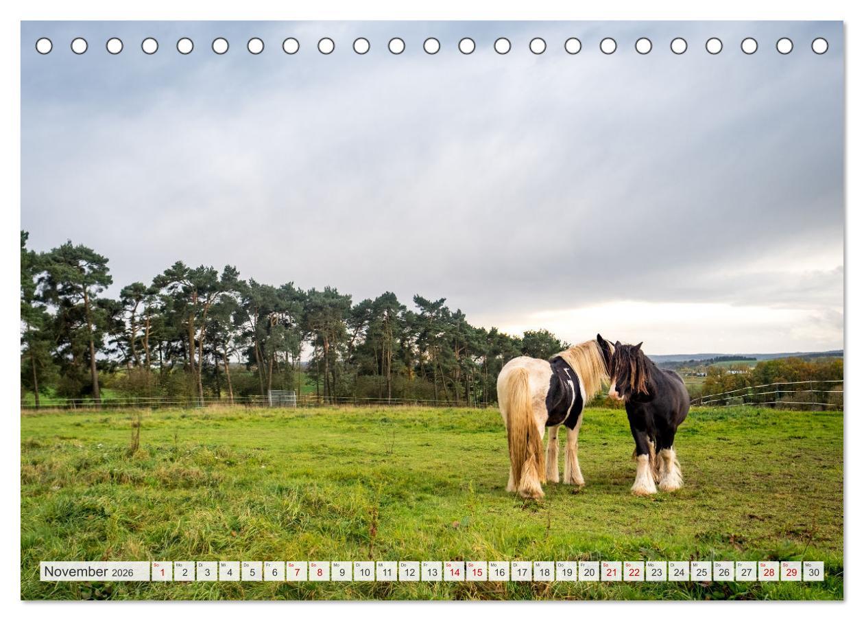 Beispielinhalt (Bild) Nationalpark Eifel - Schöne Tage im Grünen (Tischkalender 2026 DIN A5 quer), CALVENDO Monatskalender