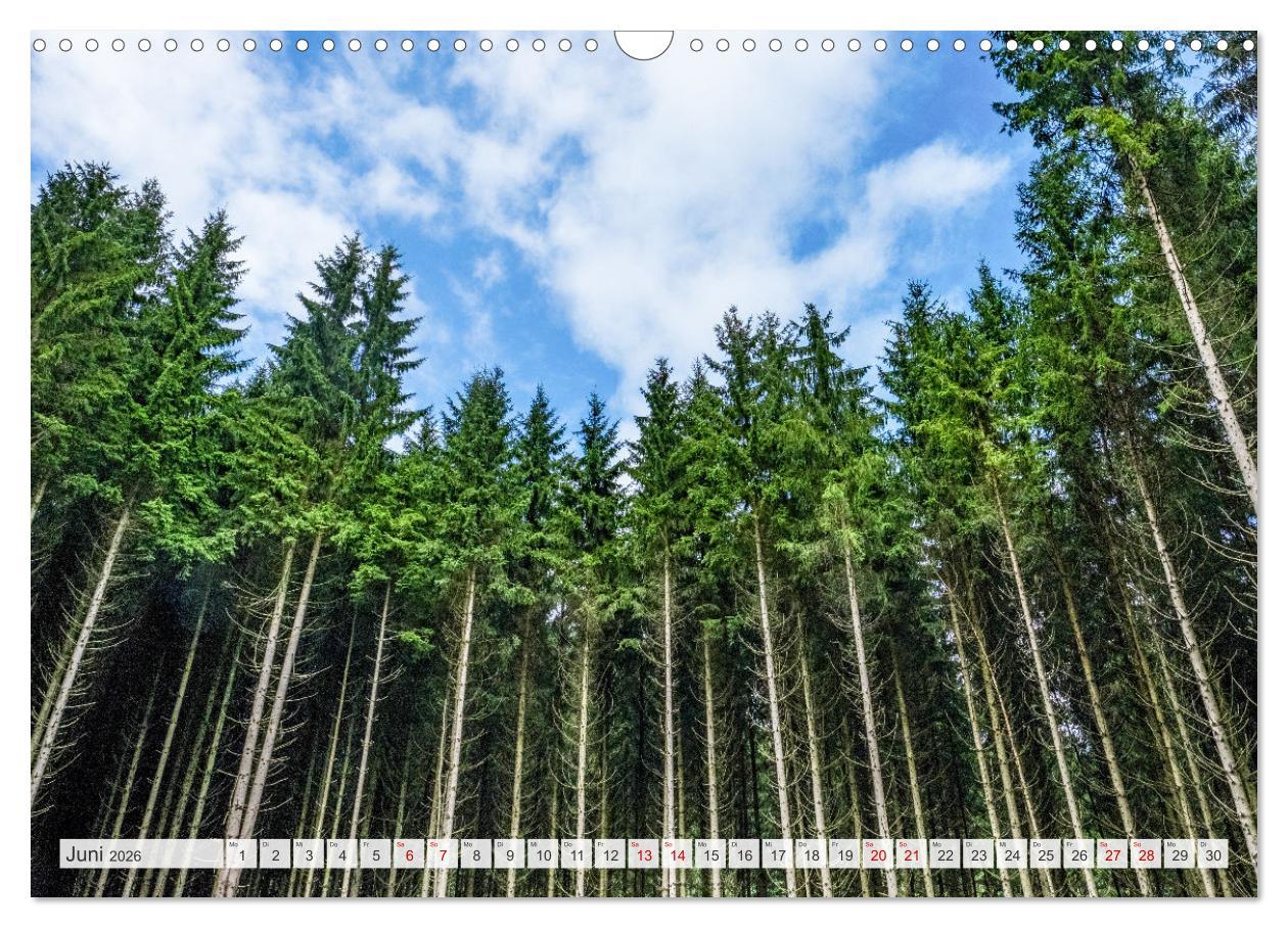 Beispielinhalt (Bild) Nationalpark Eifel - Schöne Tage im Grünen (Wandkalender 2026 DIN A3 quer), CALVENDO Monatskalender