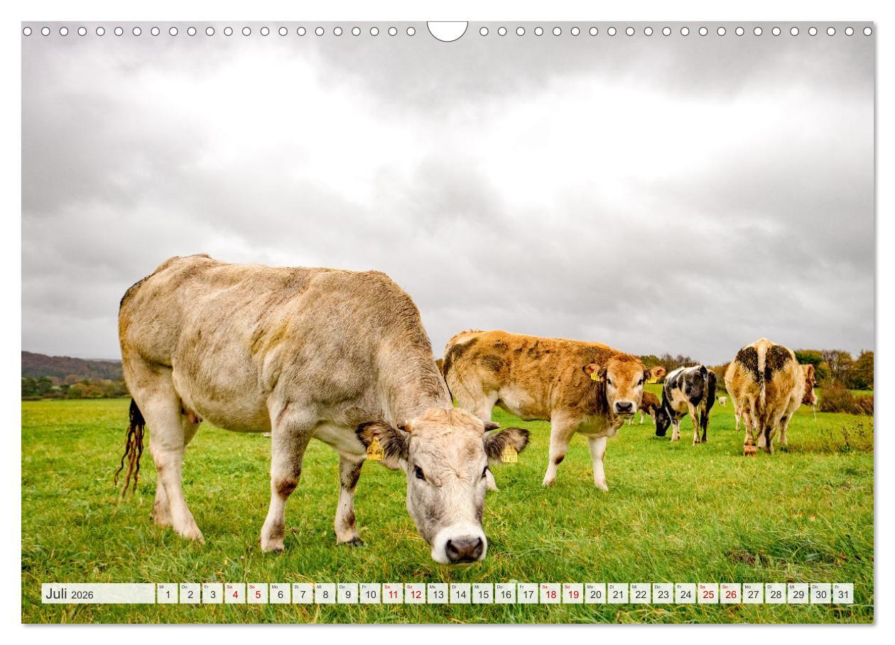 Beispielinhalt (Bild) Nationalpark Eifel - Schöne Tage im Grünen (Wandkalender 2026 DIN A3 quer), CALVENDO Monatskalender