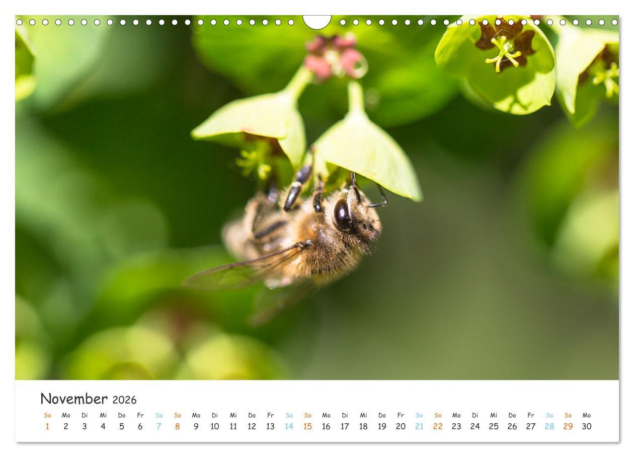 Beispielinhalt (Bild) Bee Beautiful - Die phantastische Welt der Bienen (Wandkalender 2026 DIN A3 quer), CALVENDO Monatskalender