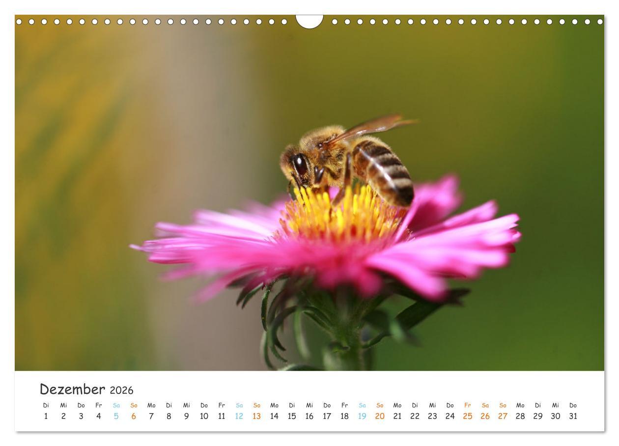 Beispielinhalt (Bild) Bee Beautiful - Die phantastische Welt der Bienen (Wandkalender 2026 DIN A3 quer), CALVENDO Monatskalender