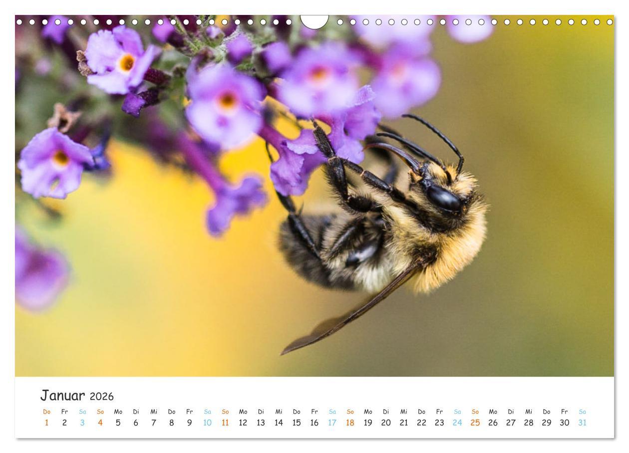Beispielinhalt (Bild) Bee Beautiful - Die phantastische Welt der Bienen (Wandkalender 2026 DIN A3 quer), CALVENDO Monatskalender