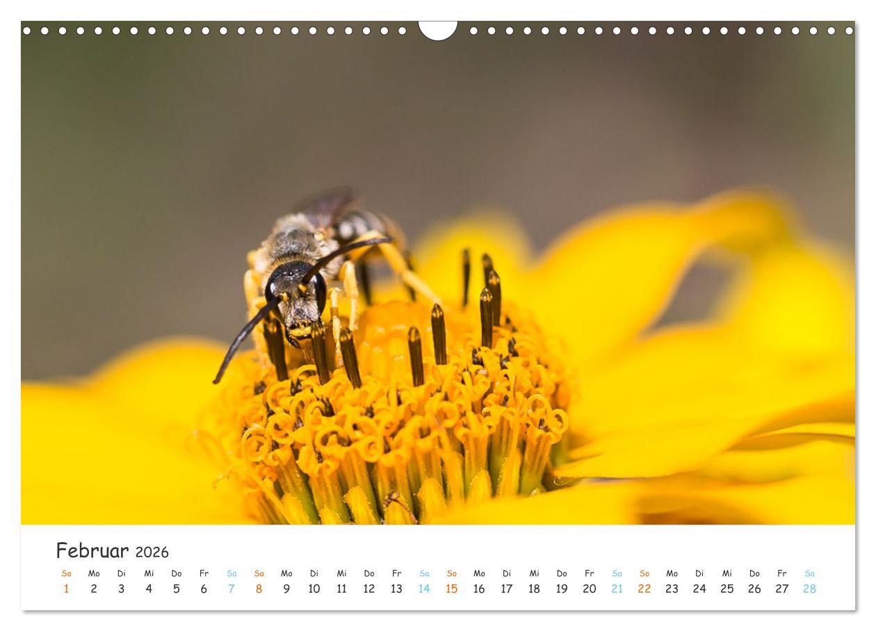 Beispielinhalt (Bild) Bee Beautiful - Die phantastische Welt der Bienen (Wandkalender 2026 DIN A3 quer), CALVENDO Monatskalender
