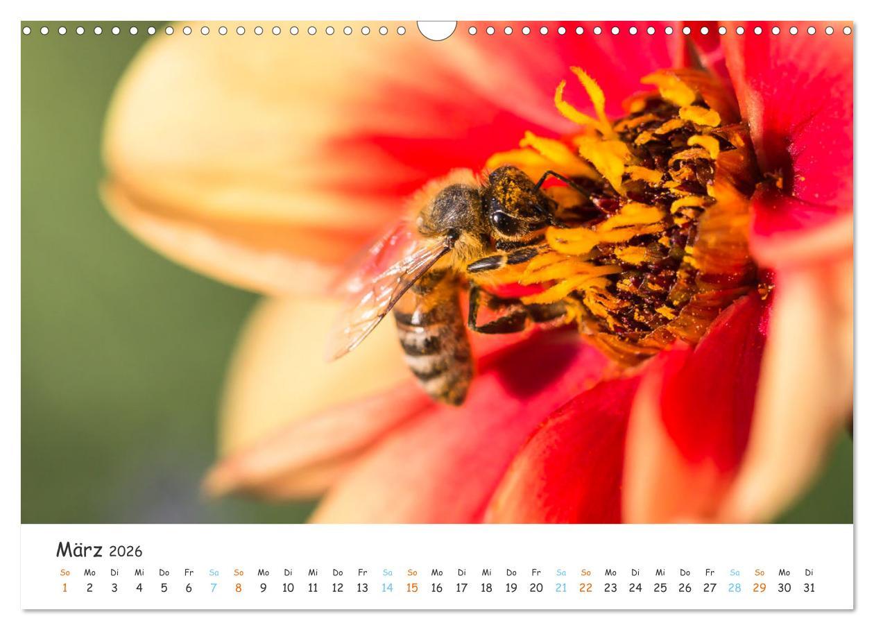 Beispielinhalt (Bild) Bee Beautiful - Die phantastische Welt der Bienen (Wandkalender 2026 DIN A3 quer), CALVENDO Monatskalender