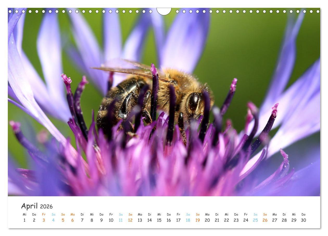 Beispielinhalt (Bild) Bee Beautiful - Die phantastische Welt der Bienen (Wandkalender 2026 DIN A3 quer), CALVENDO Monatskalender