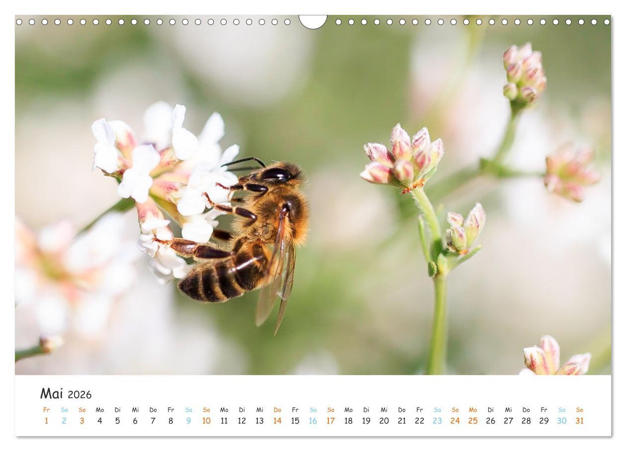 Beispielinhalt (Bild) Bee Beautiful - Die phantastische Welt der Bienen (Wandkalender 2026 DIN A3 quer), CALVENDO Monatskalender