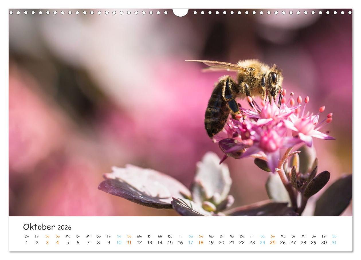Beispielinhalt (Bild) Bee Beautiful - Die phantastische Welt der Bienen (Wandkalender 2026 DIN A3 quer), CALVENDO Monatskalender