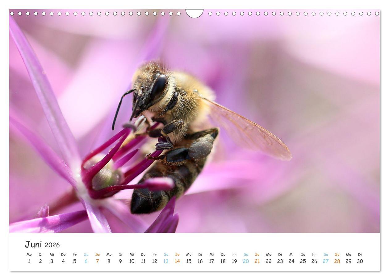 Beispielinhalt (Bild) Bee Beautiful - Die phantastische Welt der Bienen (Wandkalender 2026 DIN A3 quer), CALVENDO Monatskalender