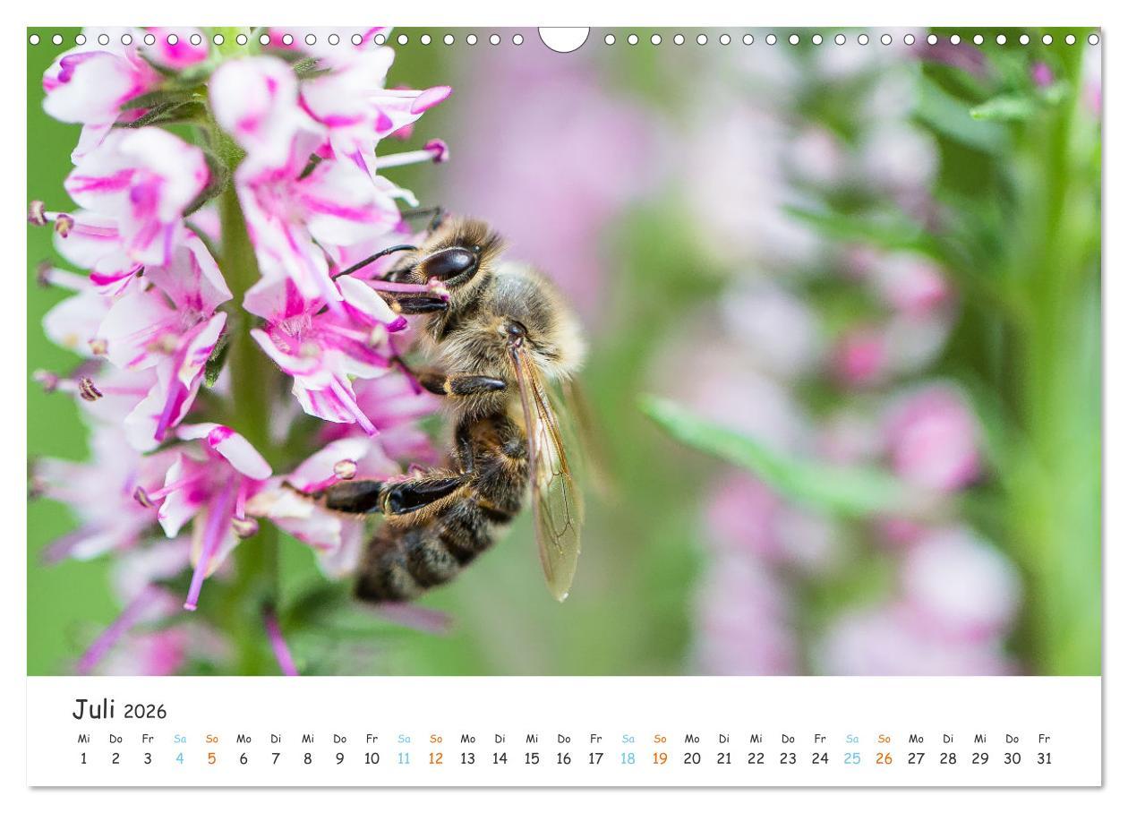 Beispielinhalt (Bild) Bee Beautiful - Die phantastische Welt der Bienen (Wandkalender 2026 DIN A3 quer), CALVENDO Monatskalender