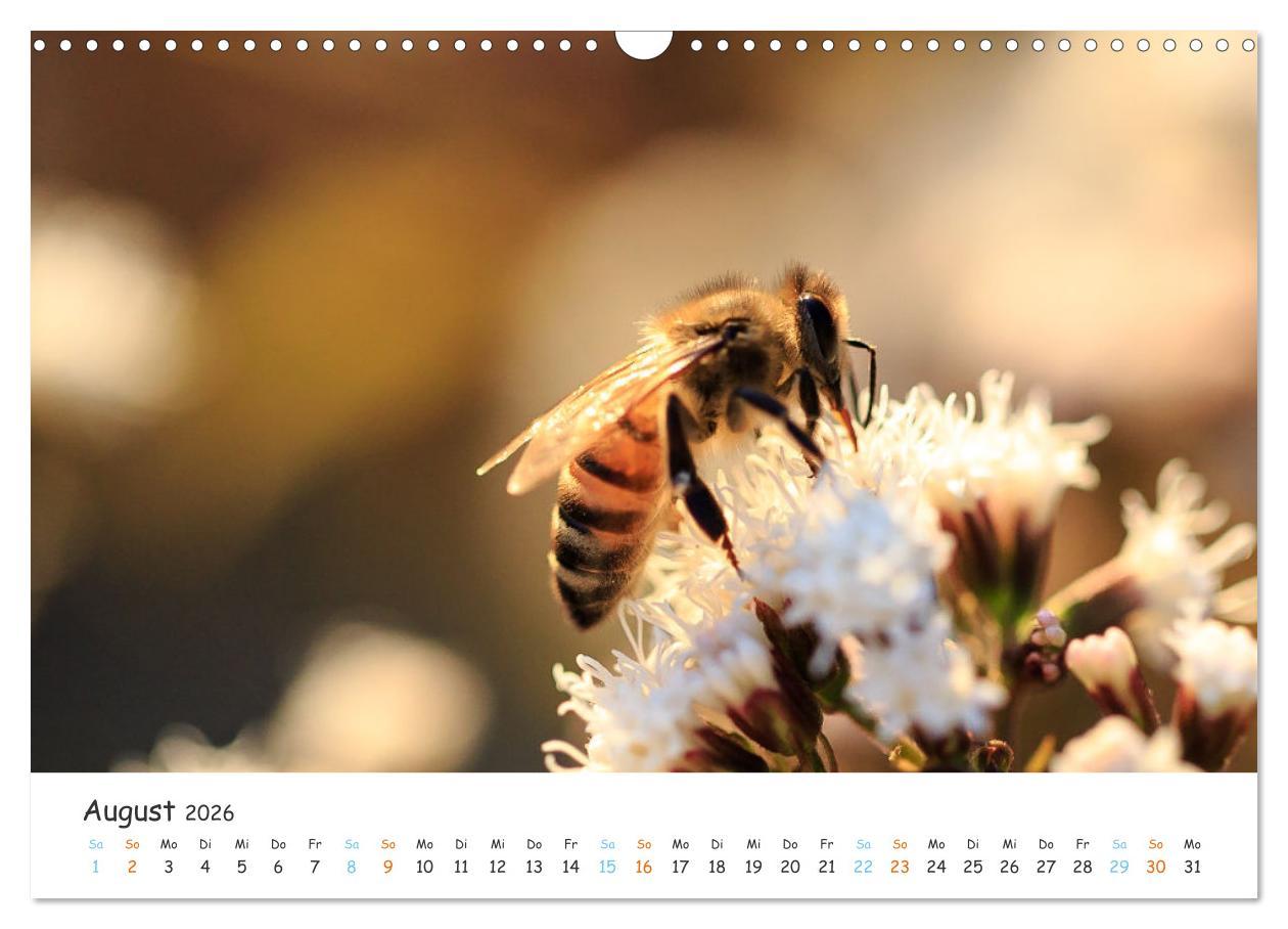 Beispielinhalt (Bild) Bee Beautiful - Die phantastische Welt der Bienen (Wandkalender 2026 DIN A3 quer), CALVENDO Monatskalender