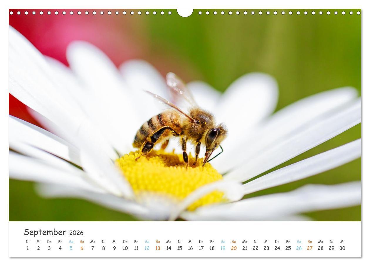 Beispielinhalt (Bild) Bee Beautiful - Die phantastische Welt der Bienen (Wandkalender 2026 DIN A3 quer), CALVENDO Monatskalender