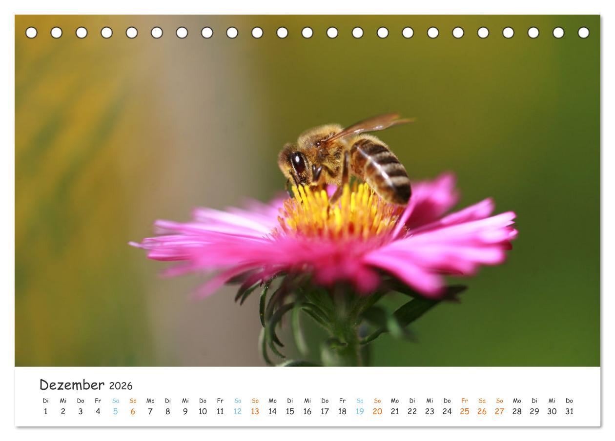 Beispielinhalt (Bild) Bee Beautiful - Die phantastische Welt der Bienen (Tischkalender 2026 DIN A5 quer), CALVENDO Monatskalender