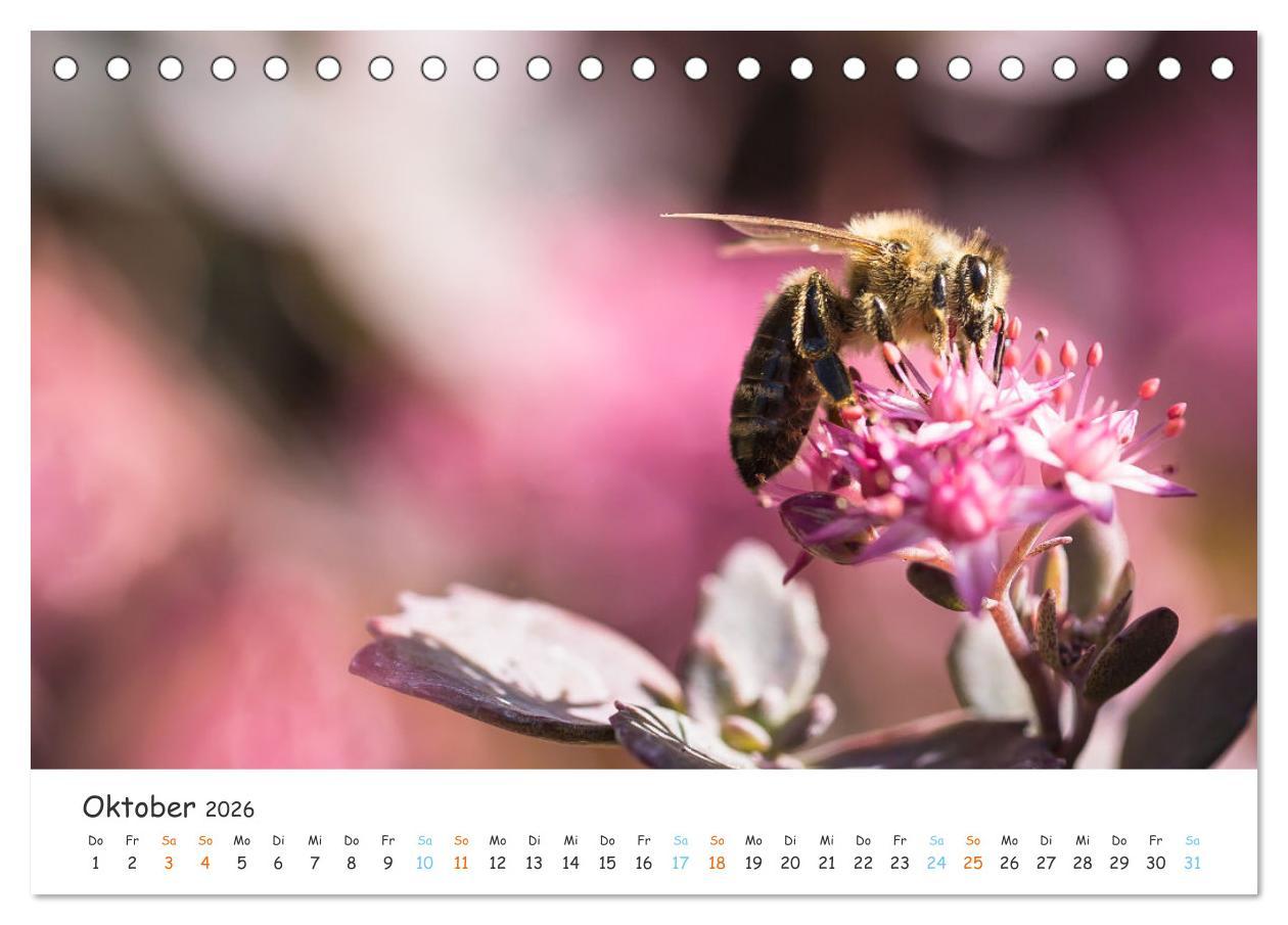 Beispielinhalt (Bild) Bee Beautiful - Die phantastische Welt der Bienen (Tischkalender 2026 DIN A5 quer), CALVENDO Monatskalender