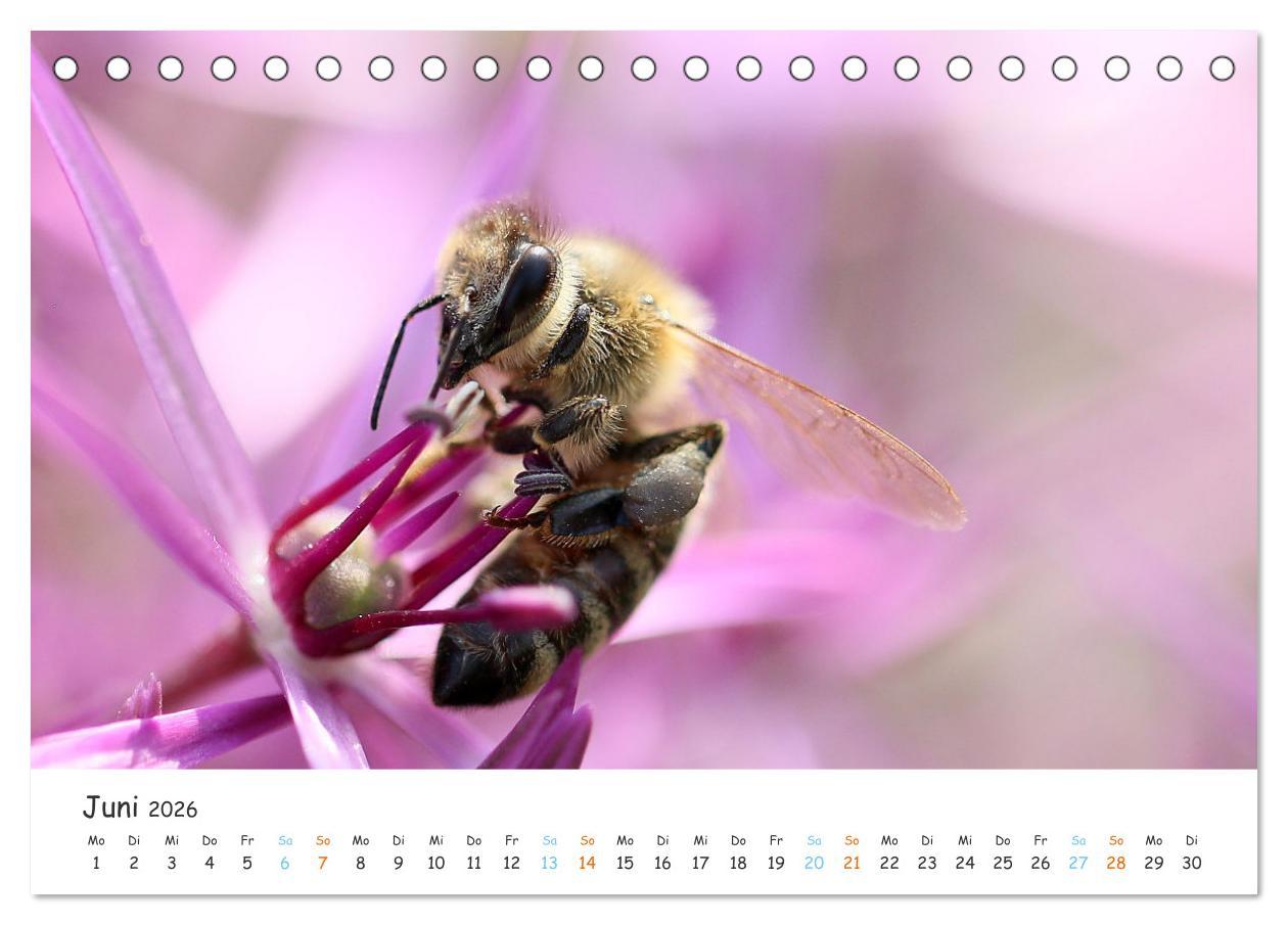 Beispielinhalt (Bild) Bee Beautiful - Die phantastische Welt der Bienen (Tischkalender 2026 DIN A5 quer), CALVENDO Monatskalender