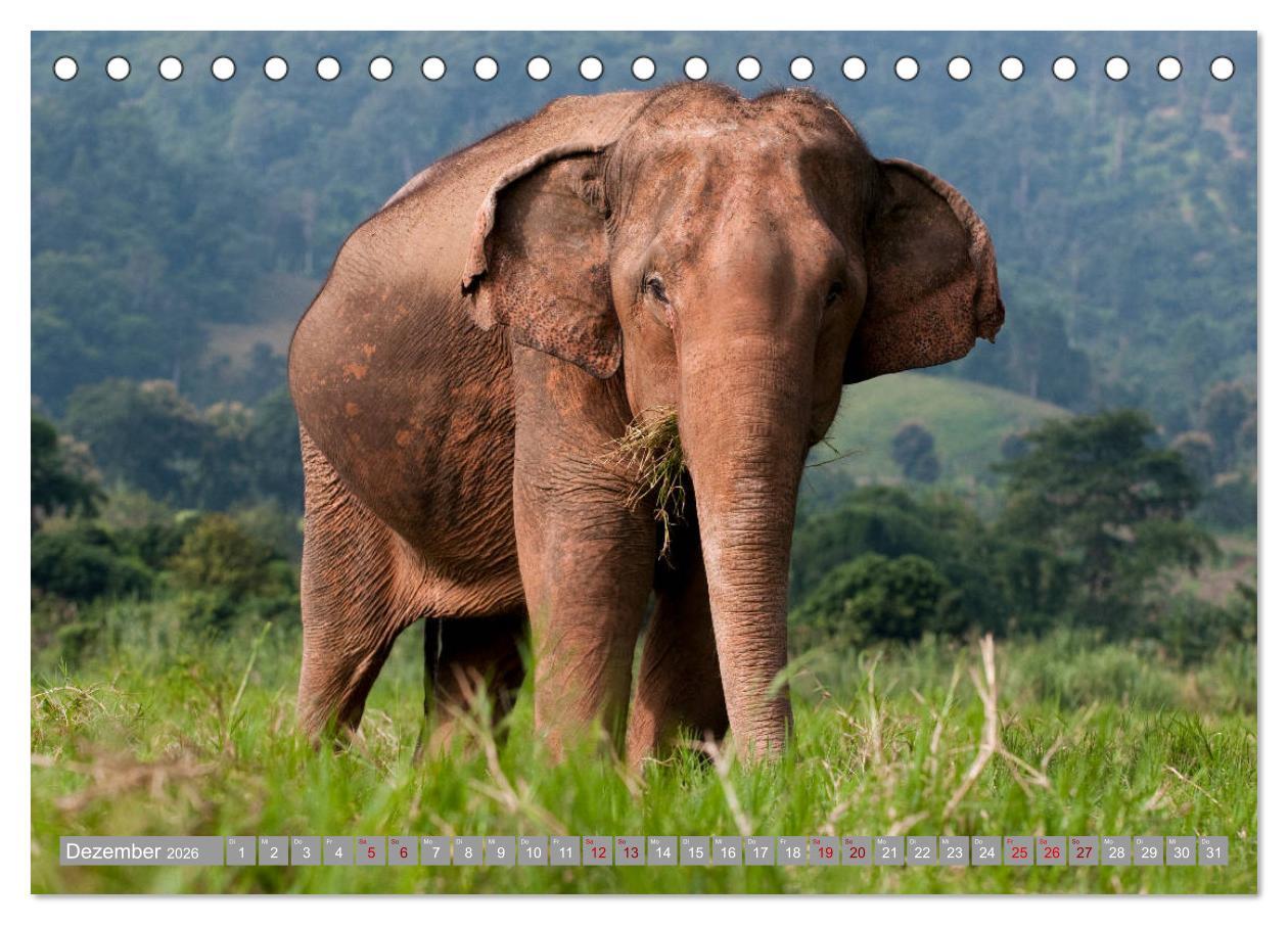 Beispielinhalt (Bild) ELEFANTEN Jumbos der Herzen (Tischkalender 2026 DIN A5 quer), CALVENDO Monatskalender