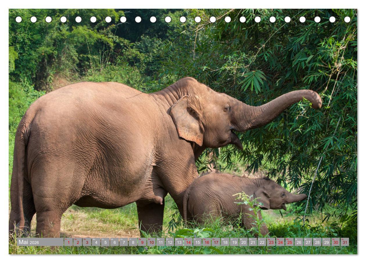 Beispielinhalt (Bild) ELEFANTEN Jumbos der Herzen (Tischkalender 2026 DIN A5 quer), CALVENDO Monatskalender