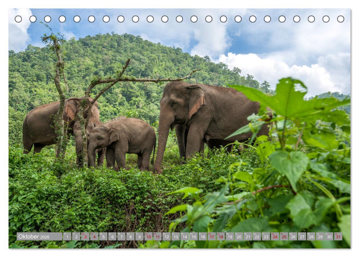 Beispielinhalt (Bild) ELEFANTEN Jumbos der Herzen (Tischkalender 2026 DIN A5 quer), CALVENDO Monatskalender